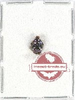 Scientific lot no. 26 Diptera (1 pc)