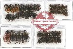 Scientific lot no. 442 Coprophaga (53 pcs)