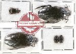 Hydrophilidae Scientific lot no. 74 (5 pcs)