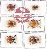 Scientific lot no. 216A Chrysomelidae (6 pcs)