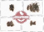 Scientific lot no. 110 Staphylinidae (15 pcs)