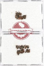 Scientific lot no. 109 Staphylinidae (31 pcs)