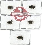 Gyrinidae Scientific lot no. 32 (5 pcs)