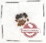 Scientific lot no. 599 Heteroptera (Cydnidae) (13 pcs)