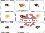 Scientific lot no. 618 Heteroptera (9 pcs)