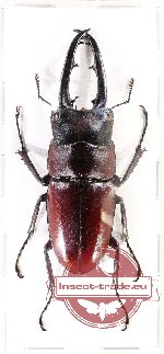 Prosopocoilus dorsalis hiromii (A2)