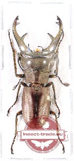 Cyclomatus kaupi (A2)