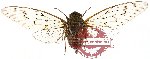 Cicadidae sp. 17 (SPREAD)
