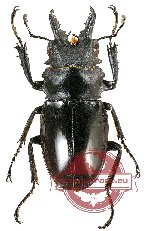 Odontolabis bellicosa