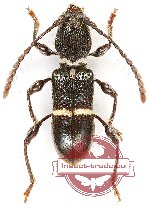 Halme cleriformis Pascoe, 1869