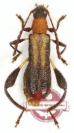 Microdebilissa collaris (Pascoe, 1869) (A2)