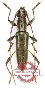 Polyphida fulvitarsis Holzschuh, 2005