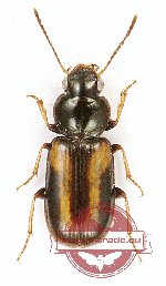 Carabidae sp. 41