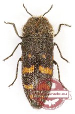 Acmaeoderella flavofasciata (A2)