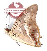 Charaxes solon sumatranus (A2B)