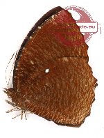 Elymnias hypermnestra melitophila (A-)