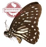 Graphium deucalion leucalion (A2)