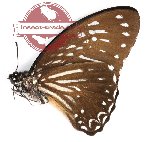 Graphium macareus macaristus (A2)