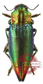 Cyphogastra (s.str.) satrapa satrapa