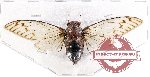 Cicadidae sp. 61