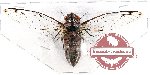 Cicadidae sp. 62