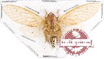 Cicadidae sp. 58 (A2)