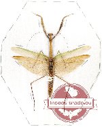 Tenodera sp. 3 (A-)