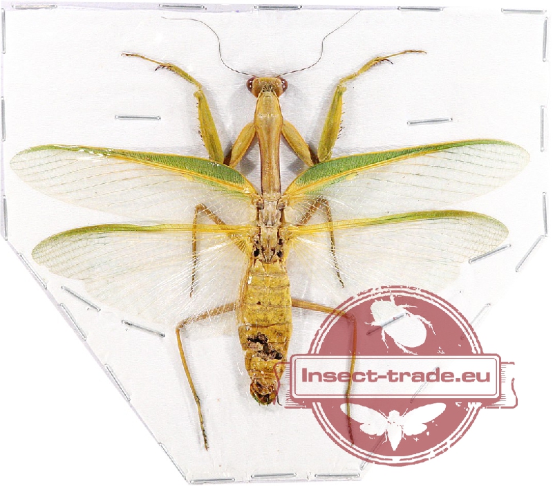 mantodea