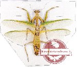 Rhombodera sp. 3 (A2)