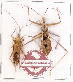 Scientific lot no. 425 Heteroptera (2 pcs)