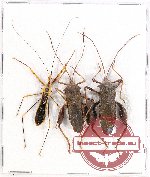 Scientific lot no. 638 Heteroptera (3 pcs)