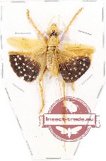 Scientific lot no. 29 Orthoptera (1 pc A2)