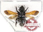 Megachile sp. 15