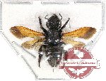 Megachile sp. 15 (5 pcs)