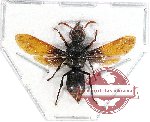 Megachile sp. 14 (5 pcs)
