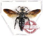 Scoliidae sp. 42