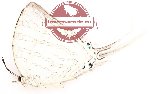 Neomyrina nivea nivea (5 pcs A-)