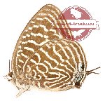 Arhopala argentea boordi (A2)