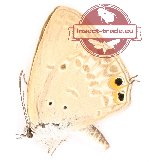 Euchrysops cnejus