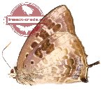 Arhopala chameleona (A2)
