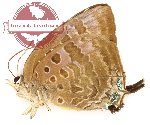 Arhopala araxes onetor