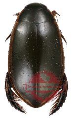 Dytiscidae sp. 1