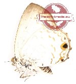 Pseudodipsas eone iovis (A2)