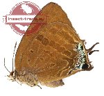 Arhopala ate (A2)