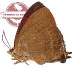 Amblypodia annetta anna