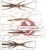 Scientific lot no. 5 Phasmatodea (4 pcs - 1 pc A2)