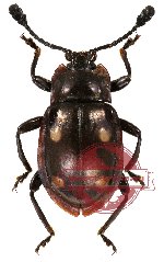 Eumorphus tetraspilotus