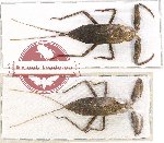 Scientific lot no. 457 Heteroptera (2 pcs)