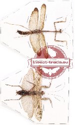 Scientific lot no. 3 Mantidae (2 pcs A-, A2)