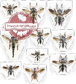 Scientific lot no. 23 Diptera (Asilidae) (10 pcs - 1 pc A2)
